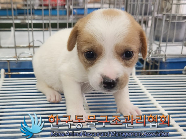 한국동물구조관리협회_441406202300976